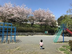 三ツ沢中町北公園　桜が綺麗です